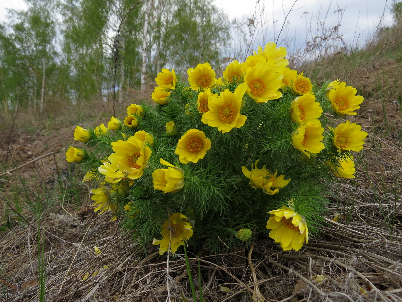 Image of Adonis vernalis specimen.