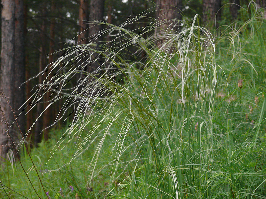 Изображение особи род Stipa.