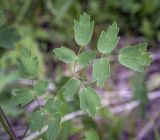 Thalictrum minus