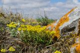 Alyssum lenense. Цветущие растения. Челябинская обл., Троицкий р-н, Кособродское сельское поселение, окр. пос. Каменка, долина р. Уй, вершина прибрежной возвышенности, каменистая степь. 3 мая 2021 г.