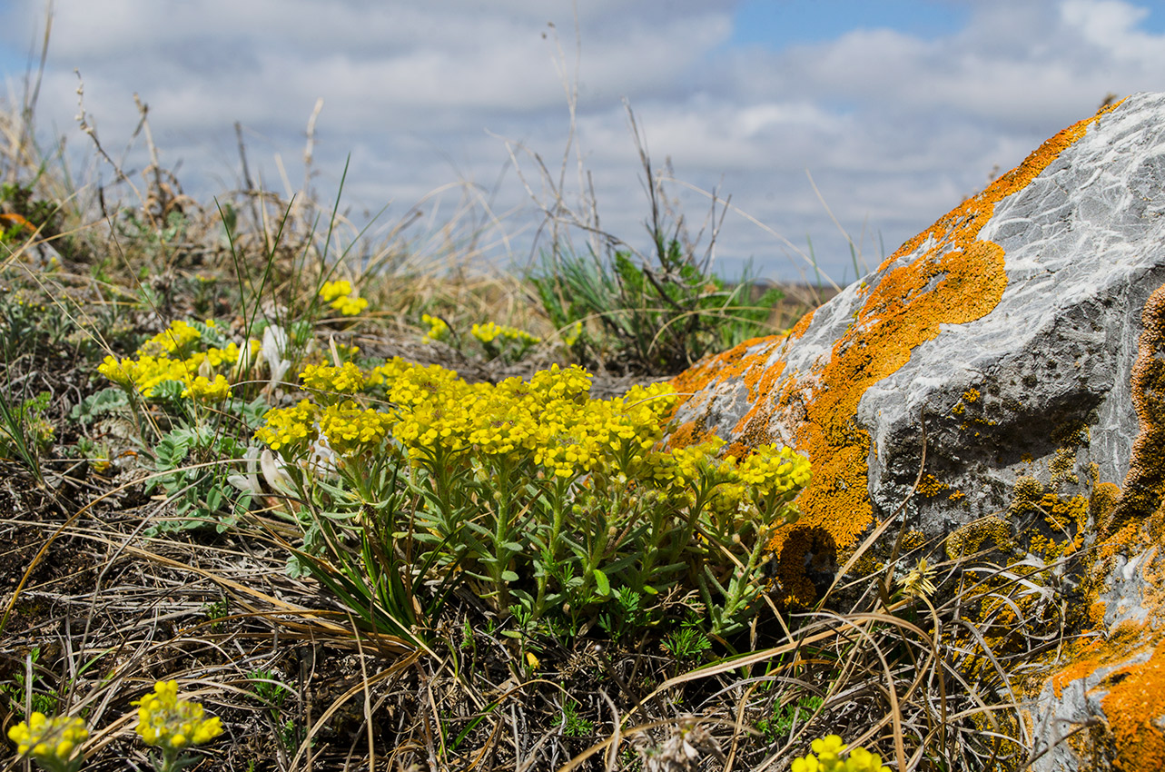 Image of Alyssum lenense specimen.