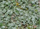 Dichondra argentea. Части цветущих и плодоносящих растений. Израиль, Шарон, г. Герцлия, цветник. 30.08.2015.