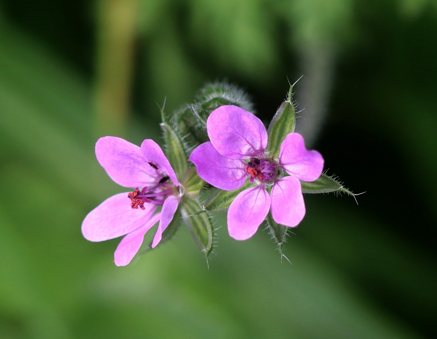 Изображение особи Erodium cicutarium.