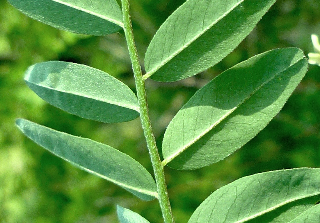 Изображение особи Astragalus schelichowii.