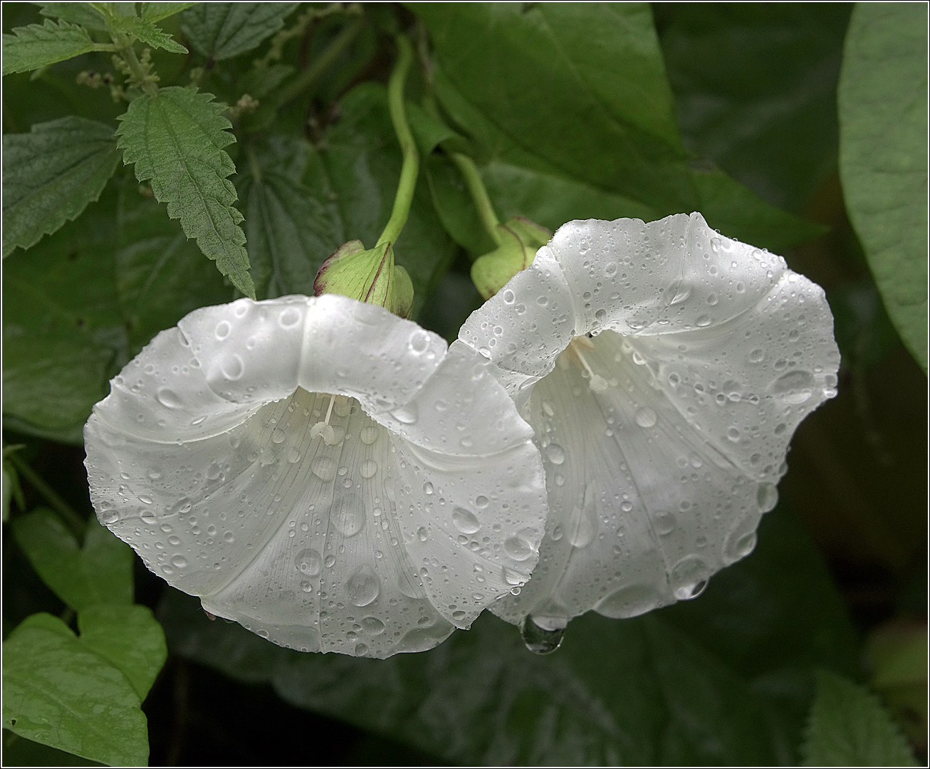 Изображение особи Calystegia sepium.