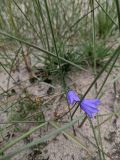 Campanula rotundifolia. Цветок. Гыданский п-ов, побережье Обской губы, вершина холма. 06.08.2021.