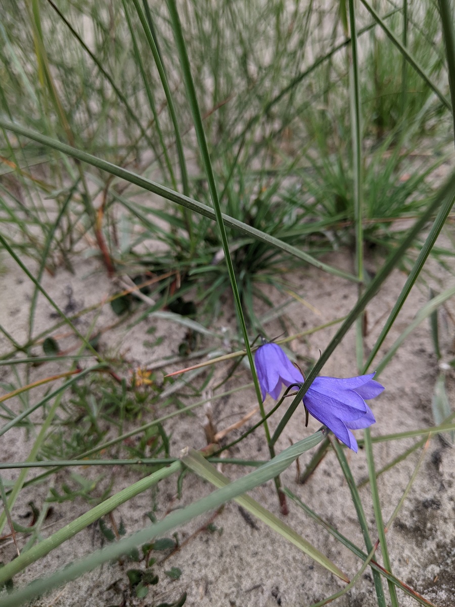 Image of Campanula rotundifolia specimen.