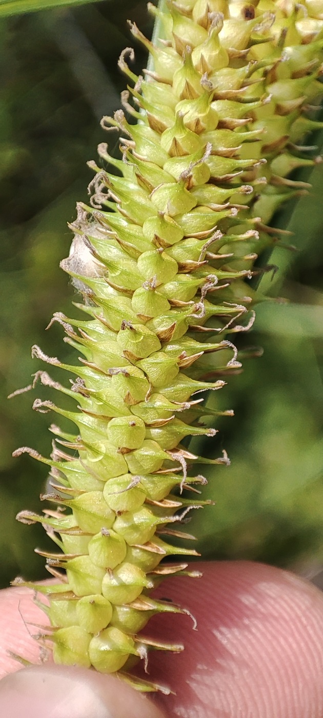 Изображение особи Carex rostrata.