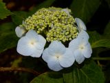 Hydrangea macrophylla