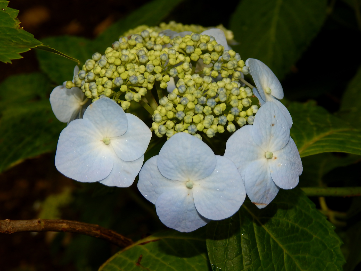 Image of Hydrangea macrophylla specimen.