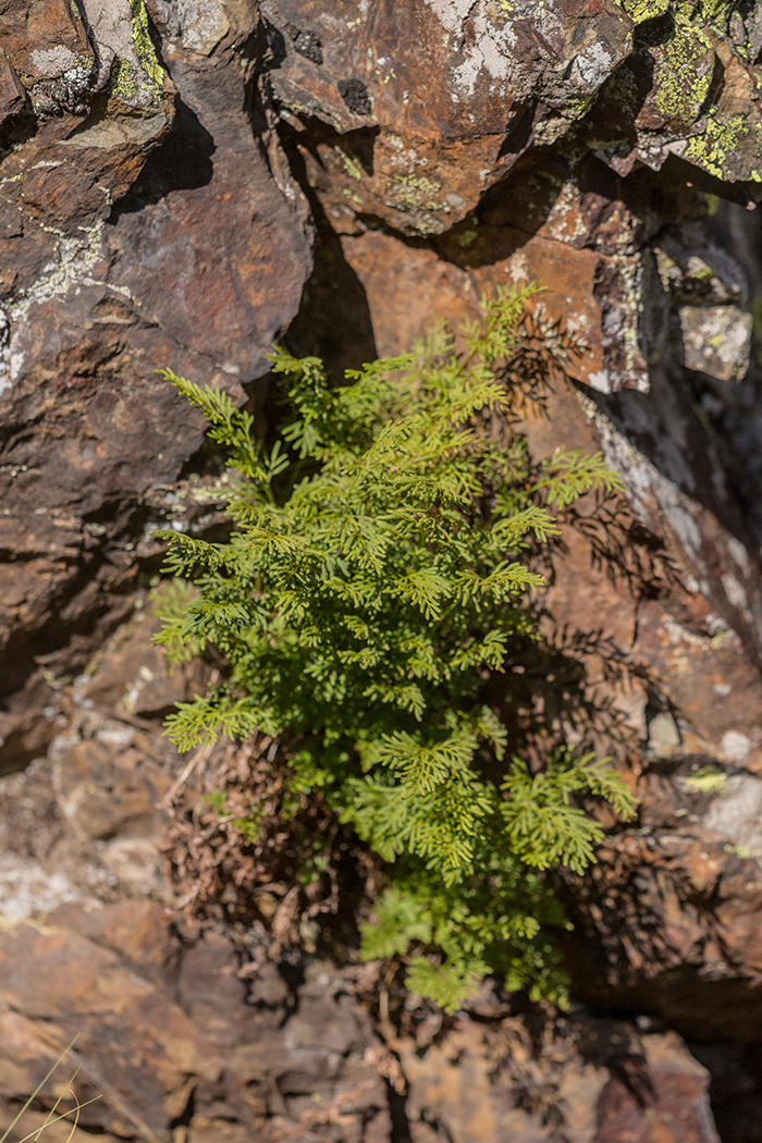 Image of Cryptogramma crispa specimen.