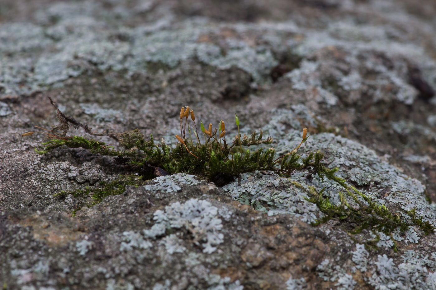 Image of class Bryopsida specimen.