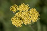 род Achillea