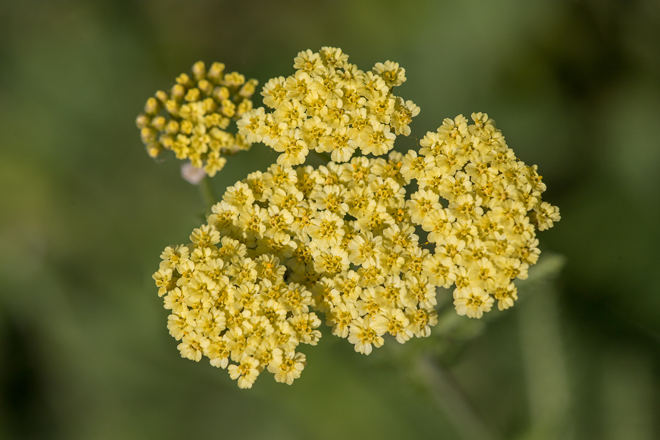 Изображение особи род Achillea.