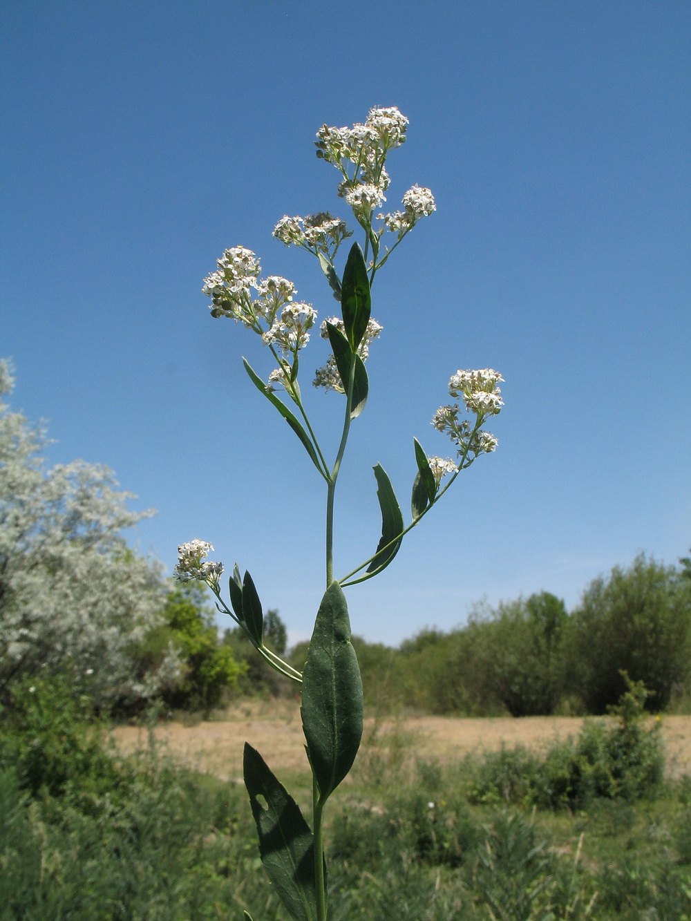 Изображение особи Lepidium latifolium.