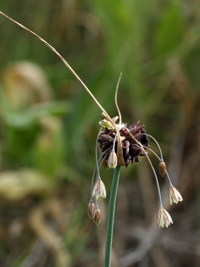 Image of Allium oleraceum specimen.