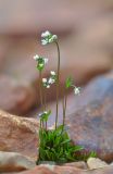 Draba subsecunda