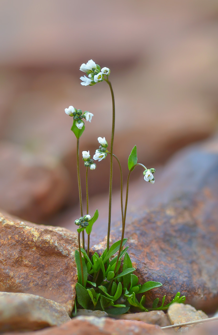 Image of Draba subsecunda specimen.