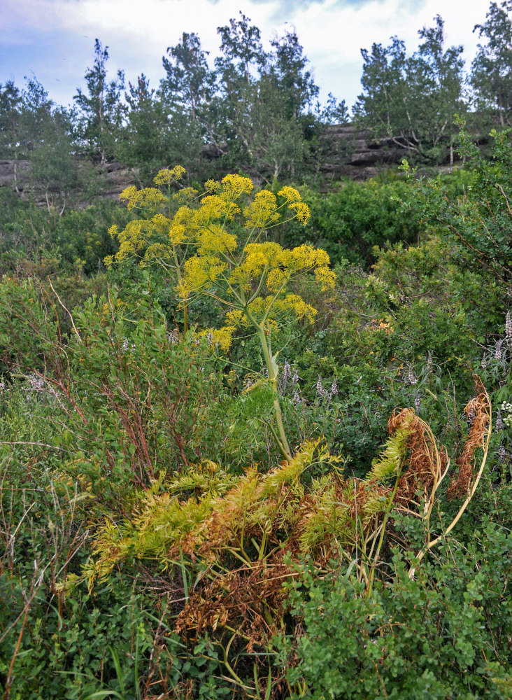 Image of Ferula songarica specimen.