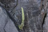 Orostachys spinosa