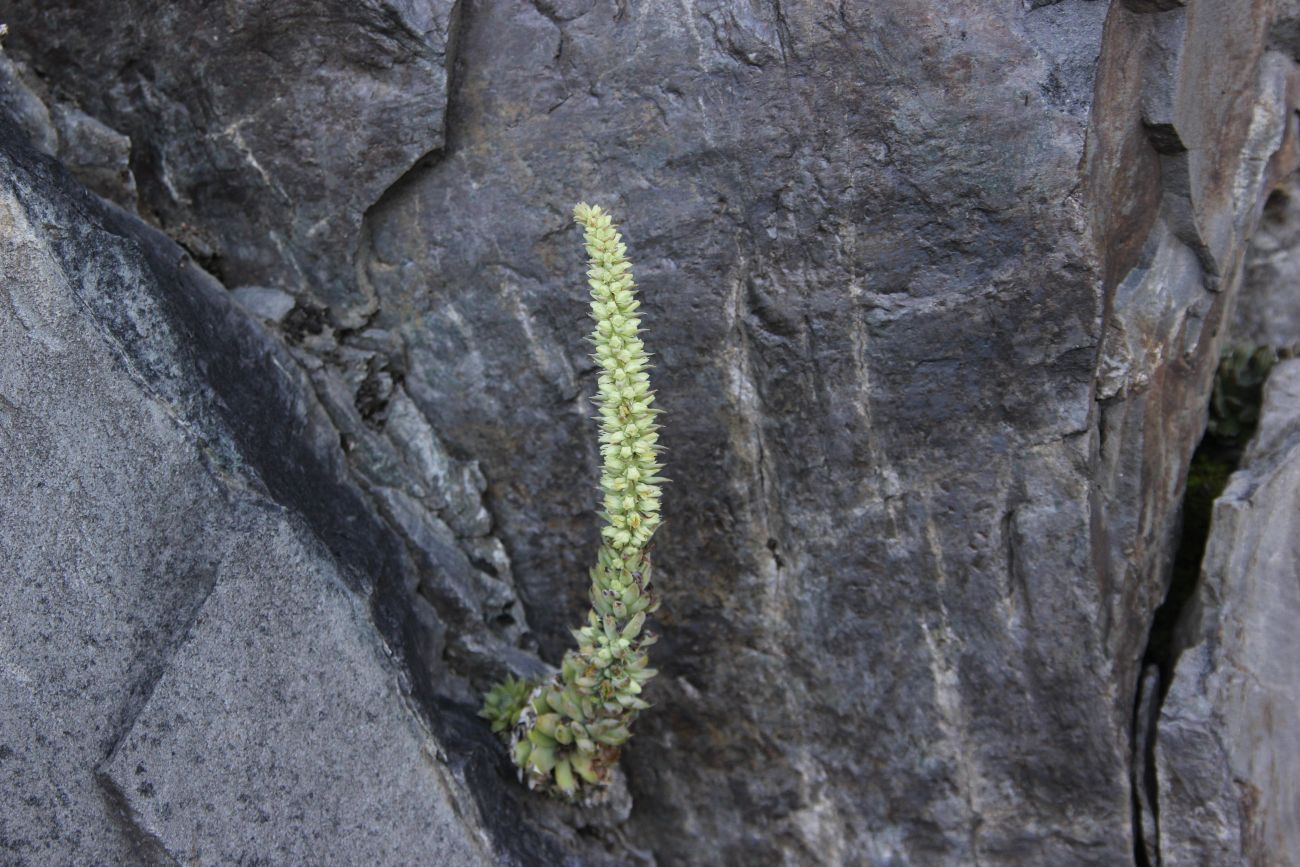 Image of Orostachys spinosa specimen.