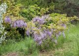 Wisteria sinensis