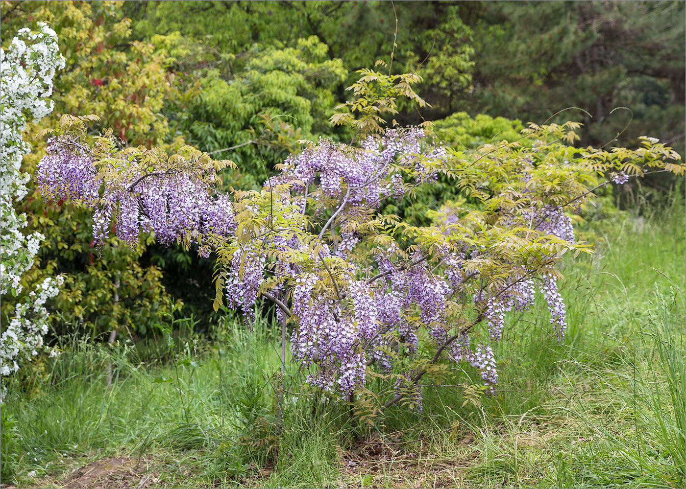 Image of Wisteria sinensis specimen.