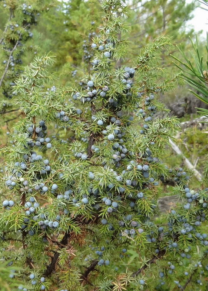 Изображение особи Juniperus communis.