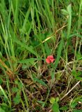 Lathyrus cicera