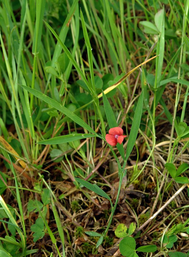 Изображение особи Lathyrus cicera.