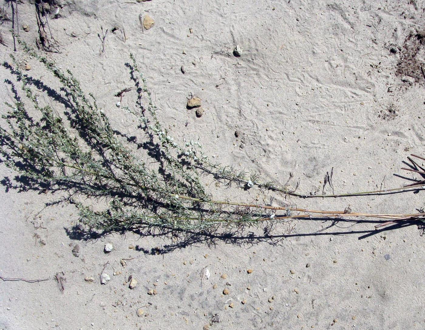 Image of genus Artemisia specimen.