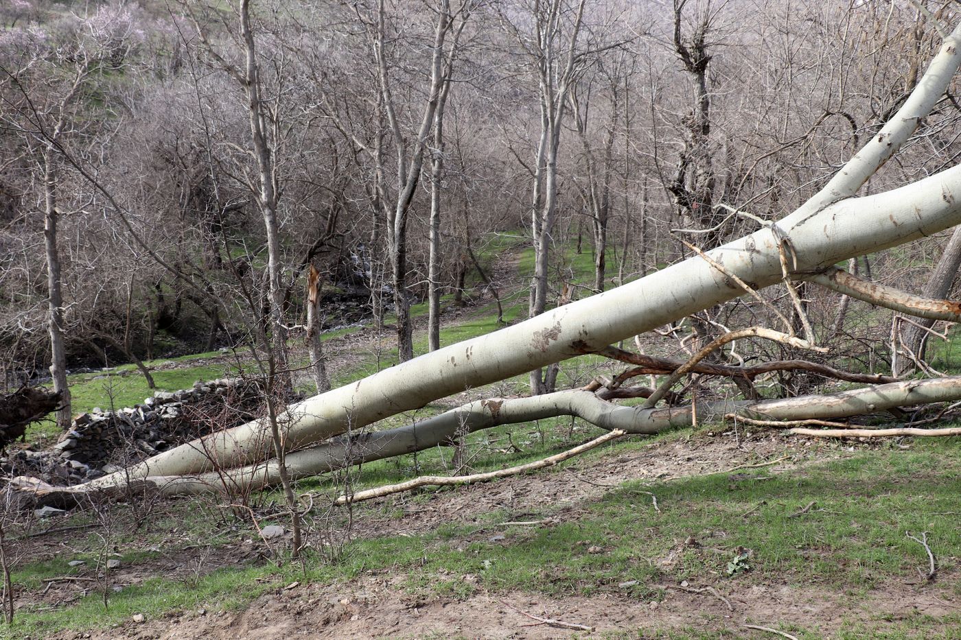 Image of Populus alba specimen.