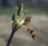 Acer negundo