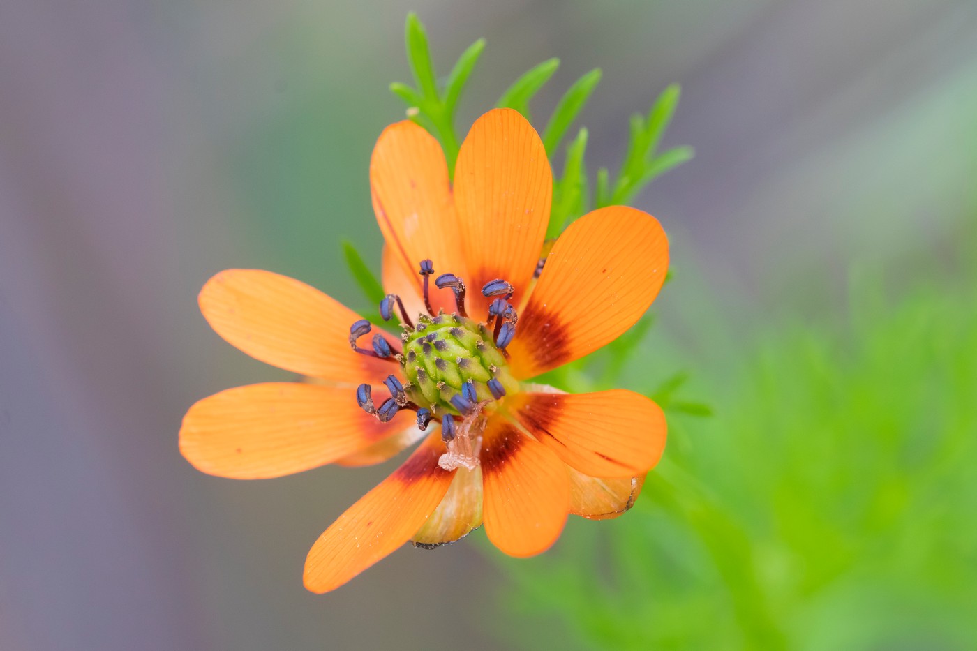 Image of Adonis parviflora specimen.