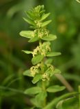 Cruciata glabra