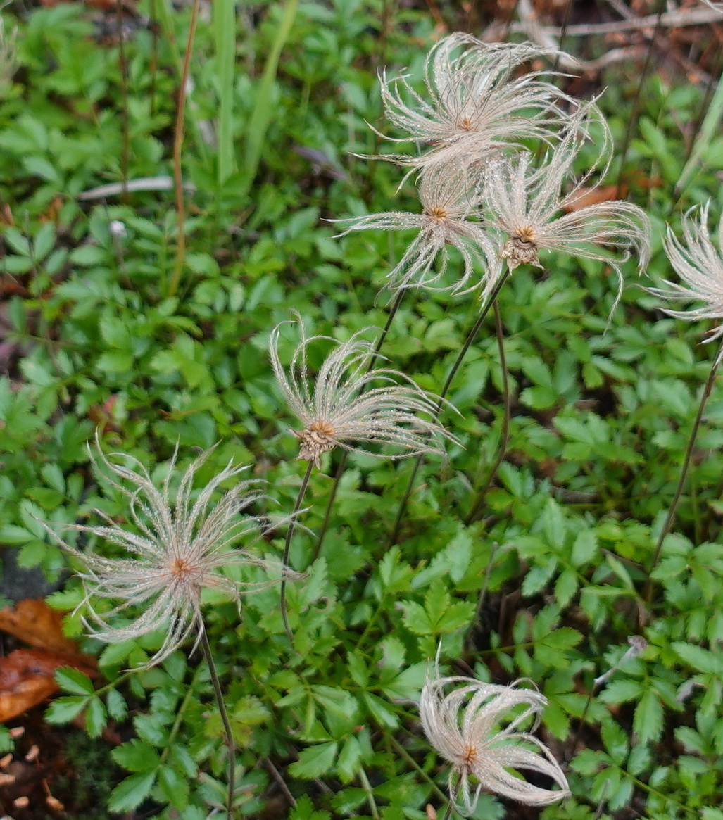 Image of Sieversia pentapetala specimen.