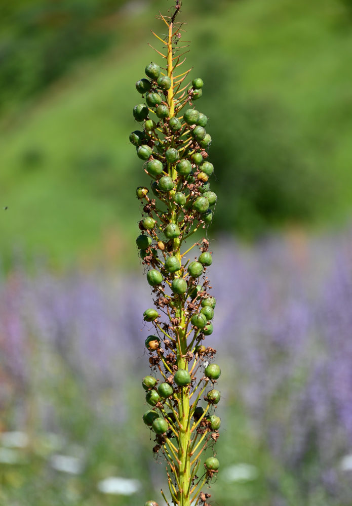 Image of Eremurus fuscus specimen.