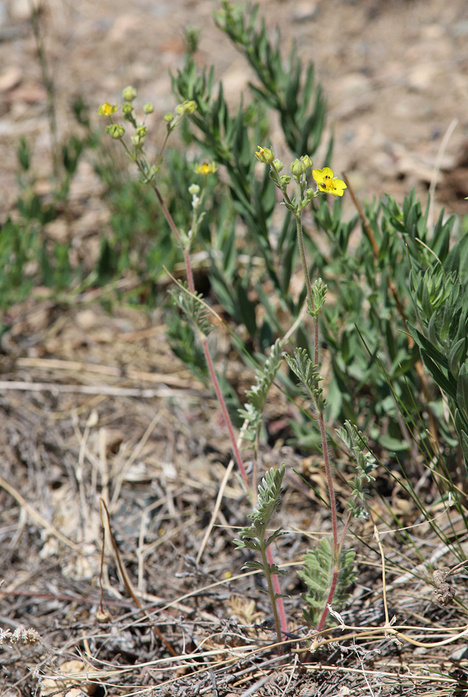 Изображение особи Potentilla sericea.