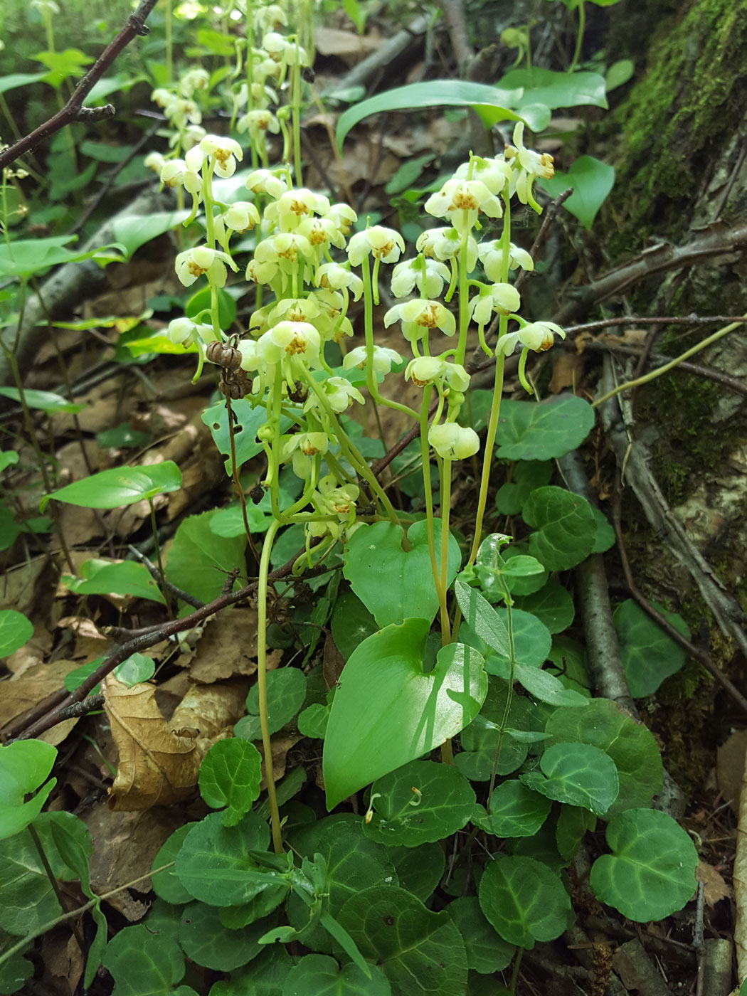 Изображение особи Pyrola renifolia.