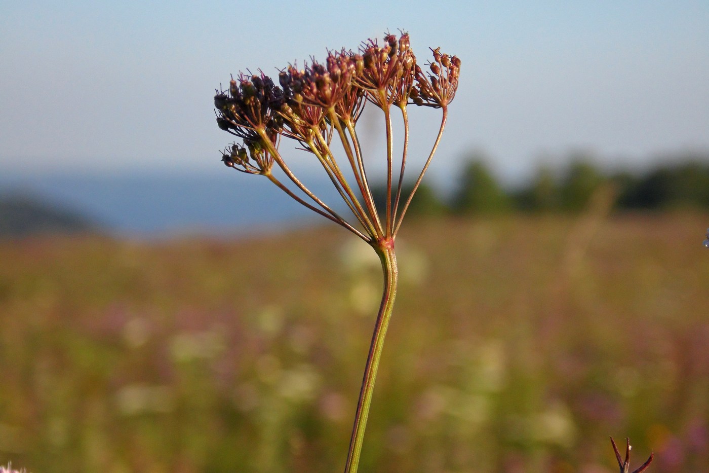 Image of Pimpinella rhodantha specimen.