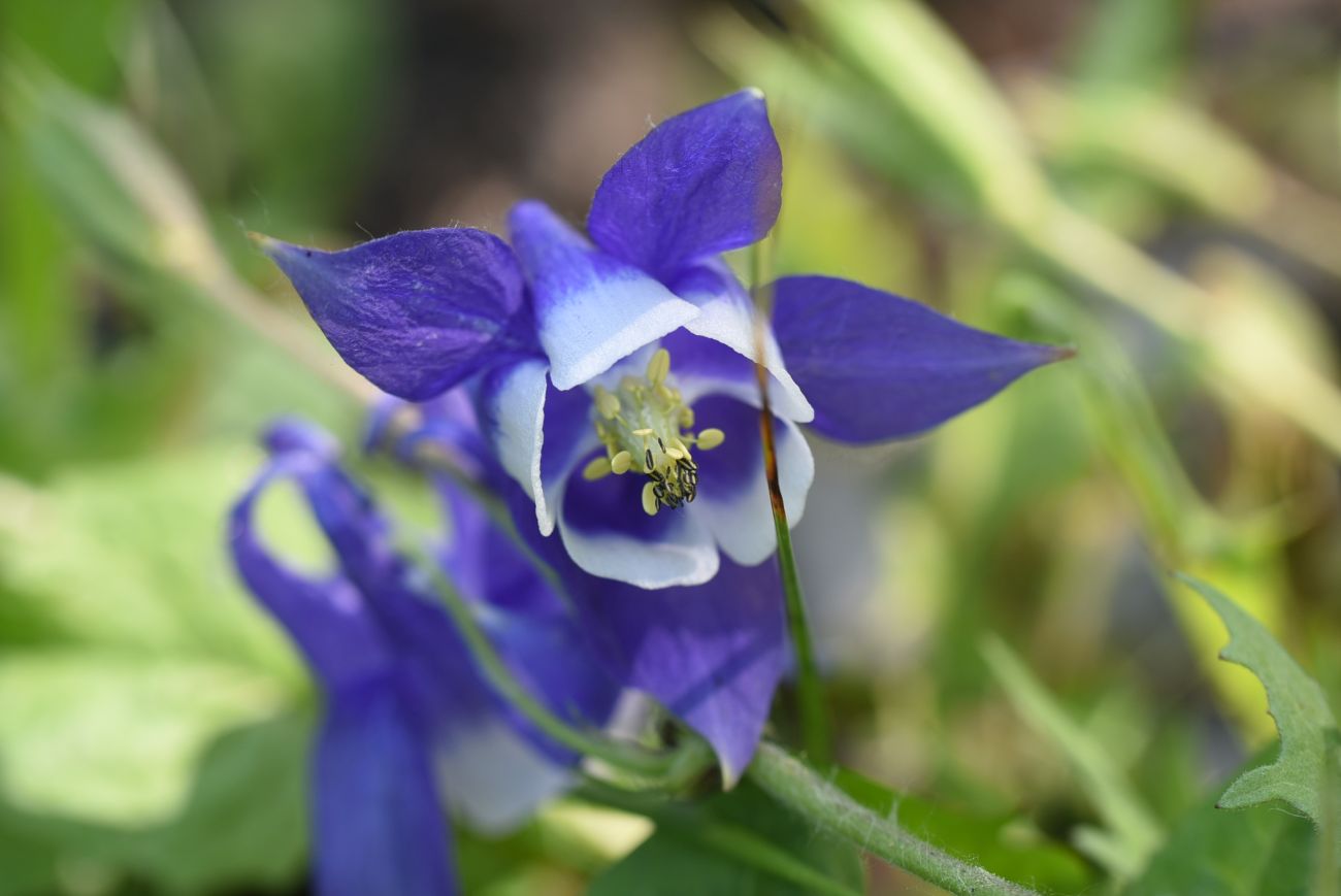 Изображение особи Aquilegia olympica.