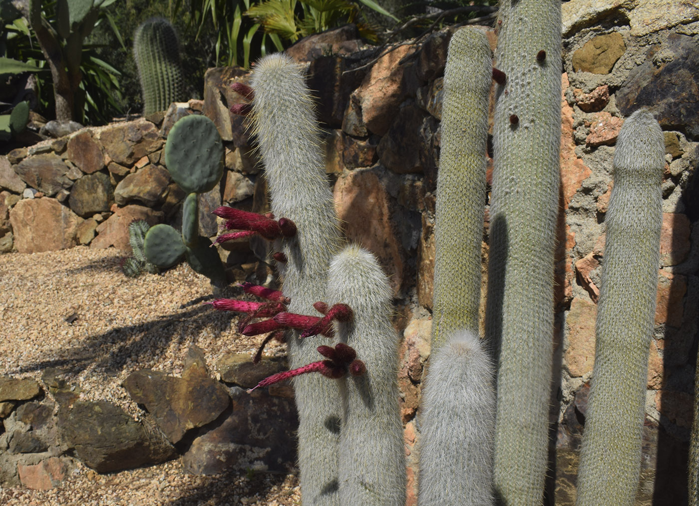 Image of Cleistocactus straussii specimen.