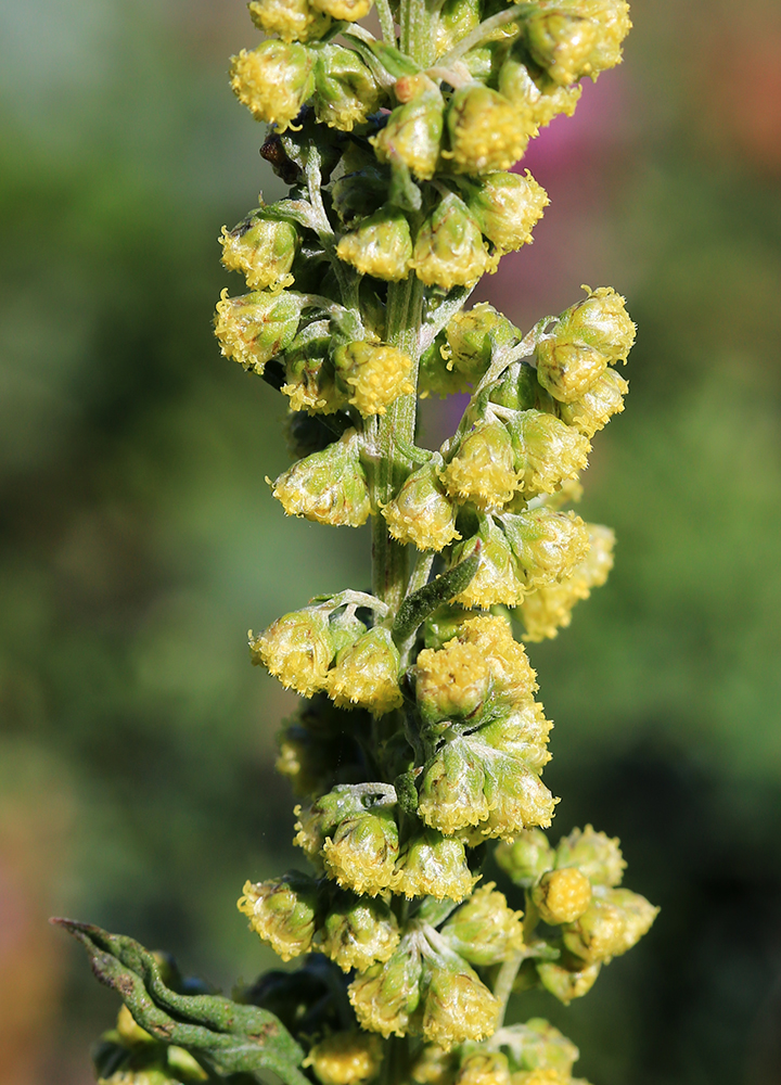 Image of Artemisia laciniata specimen.