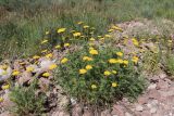 Achillea filipendulina