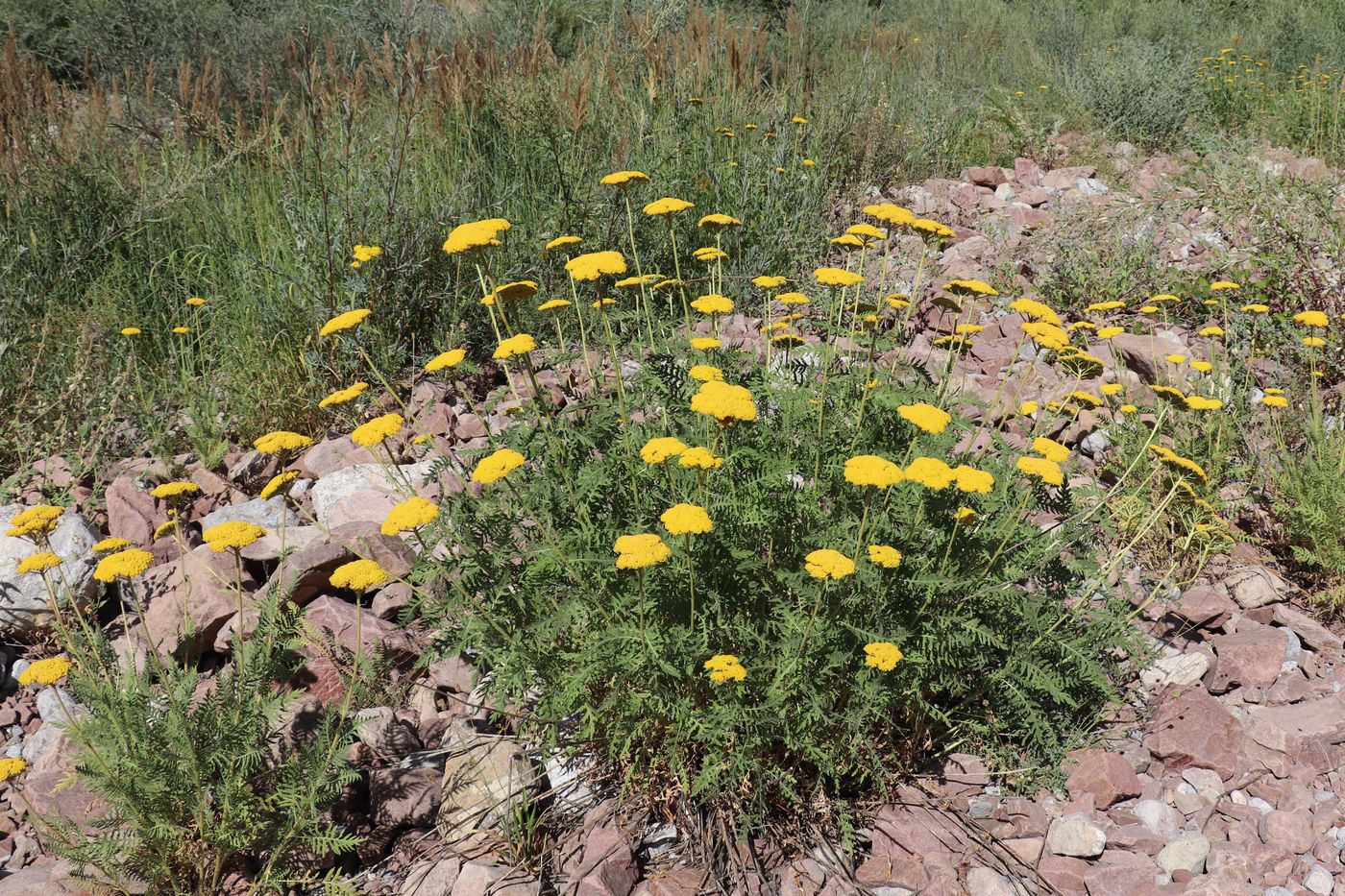 Image of Achillea filipendulina specimen.