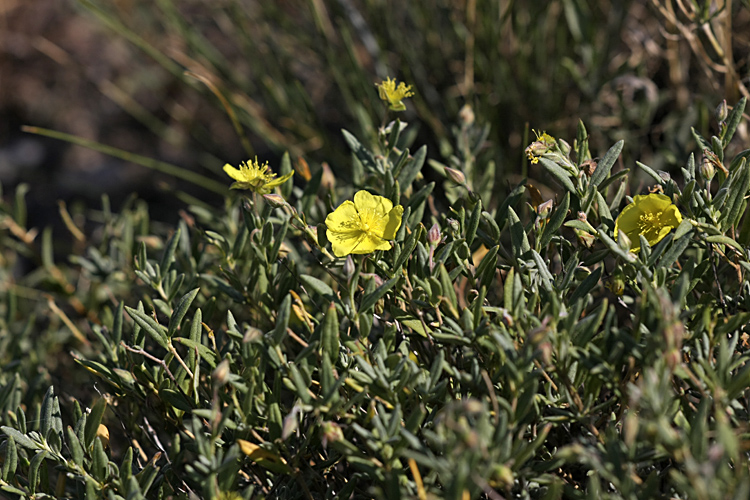 Изображение особи Helianthemum songaricum.