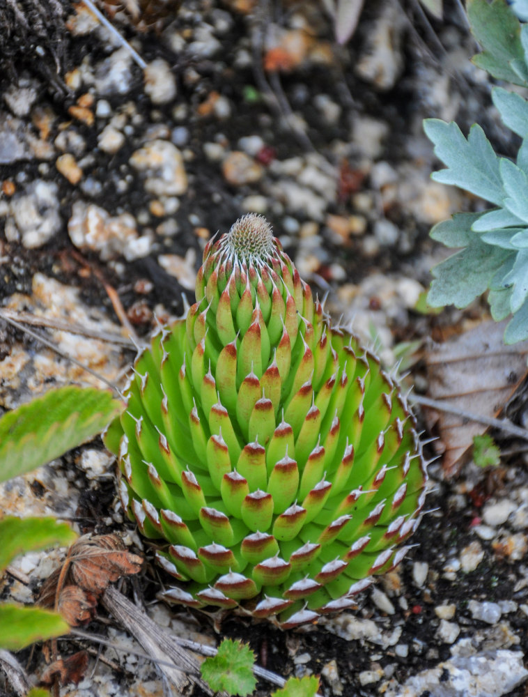 Изображение особи Orostachys spinosa.