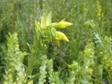 Cerinthe minor