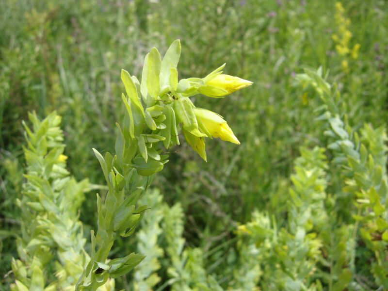 Image of Cerinthe minor specimen.