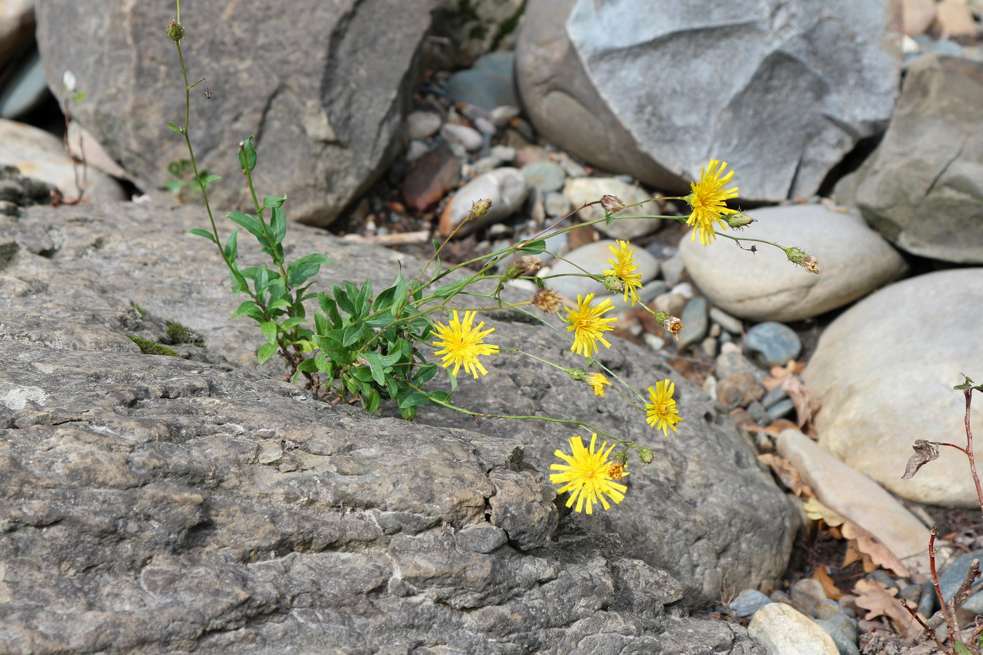 Изображение особи род Hieracium.